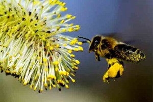 Свойства пыльцы пчелиной